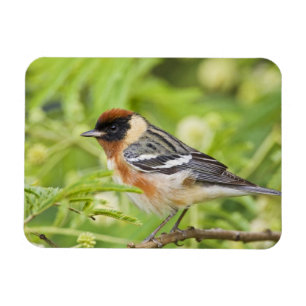 Warbler (Dendroica castanea) Magnet