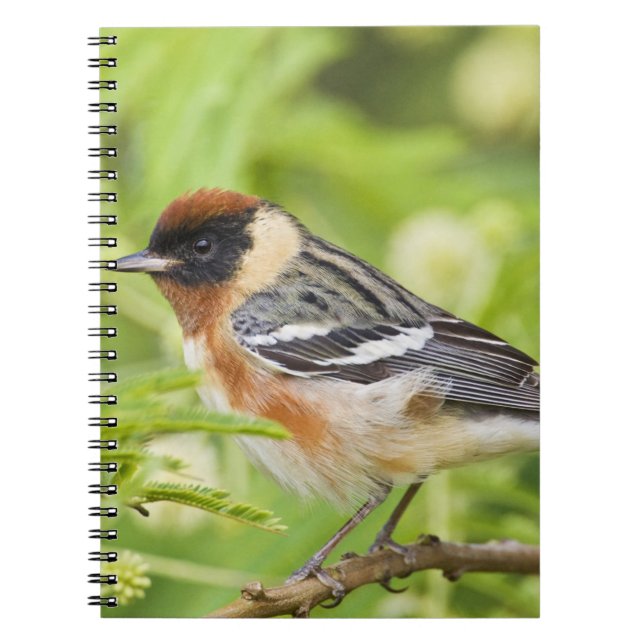 Warbler (Dendroica castanea) Notizblock (Vorderseite)
