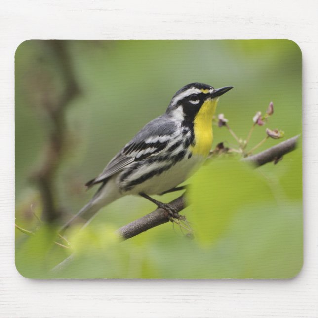 Warbler, Gelbwurzel, Dendroica Mousepad (Vorne)