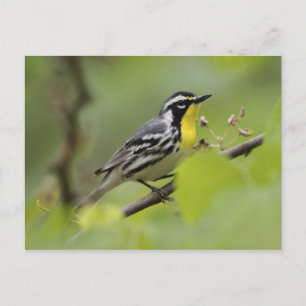 Warbler, Gelbwurzel, Dendroica Postkarte