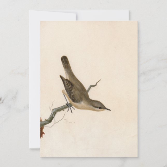 Warbler Reed Wren | William Lewin (Vorderseite)