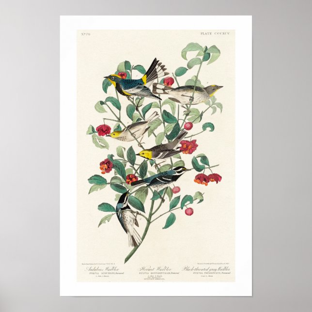 Warbler von Audubon Poster (Vorne)