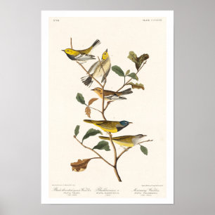 Warbler von Audubon Poster