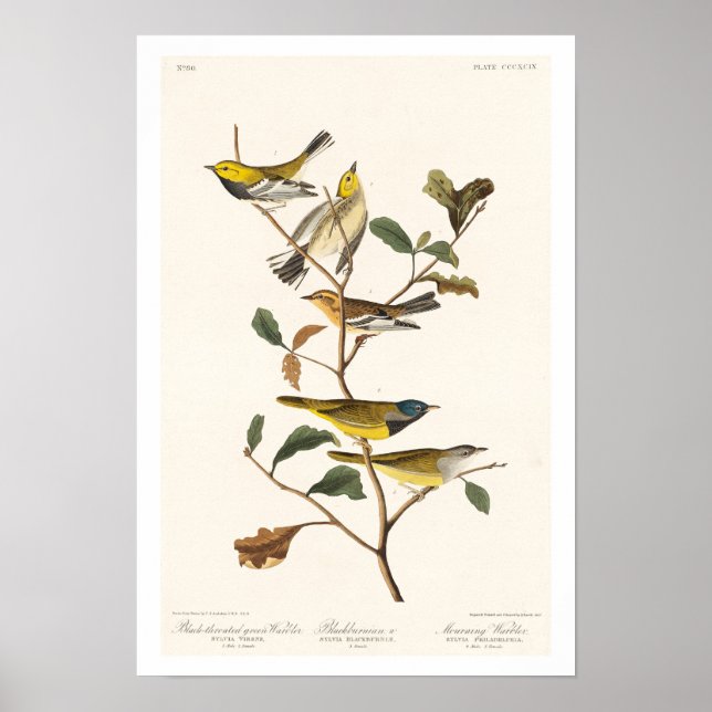 Warbler von Audubon Poster (Vorne)