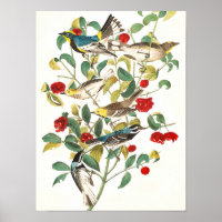 Warbler von John James Audubon