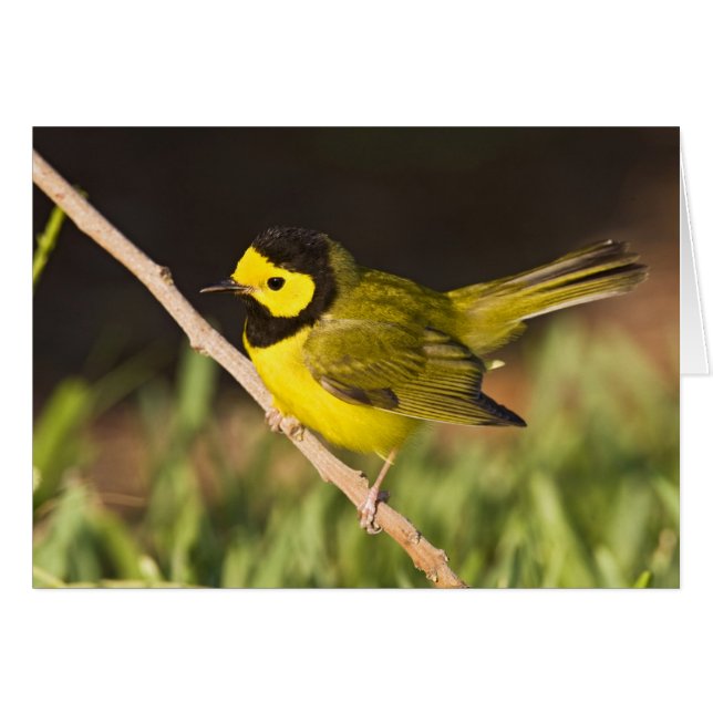 Warbler Wilsonia citrina) (Vorderseite (Horizontal))