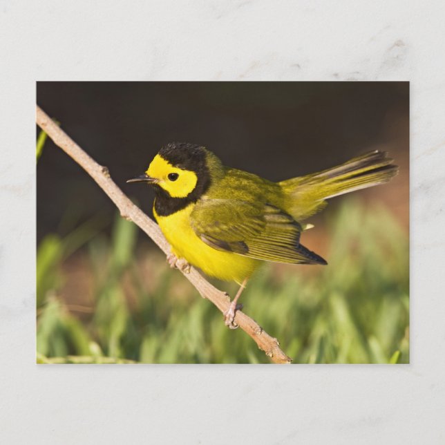 Warbler Wilsonia citrina) Postkarte (Vorderseite)