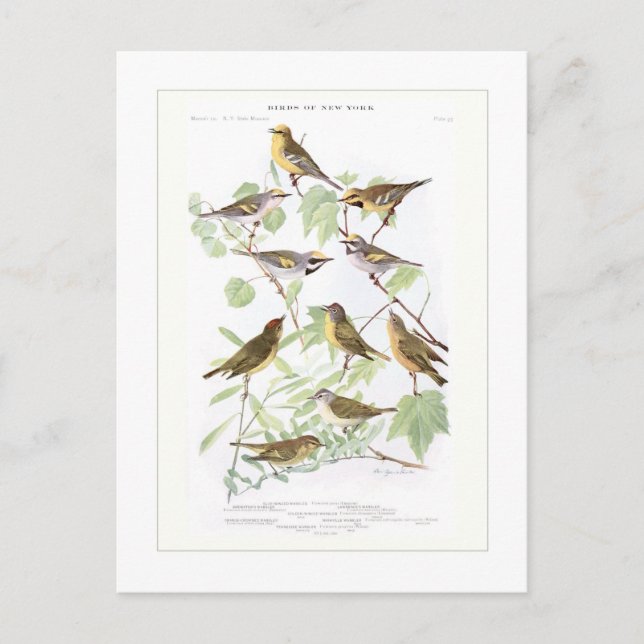 Warblers Postkarte (Vorderseite)