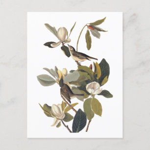 Warbling Flycatcher Kingbirds Vintag Audubon art Postkarte