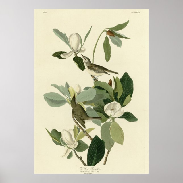 Warbling Flycatcher Poster (Vorne)