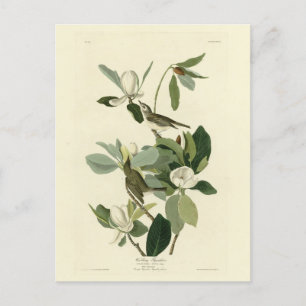Warbling Flycatcher Vireo Audubon Birds of America Postkarte