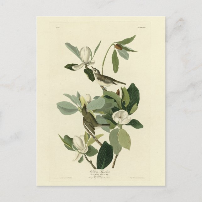 Warbling Flycatcher Vireo Audubon Birds of America Postkarte (Vorderseite)