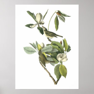 Warbling Vireo von Audubon Poster