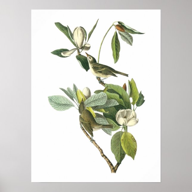 Warbling Vireo von Audubon Poster (Vorne)
