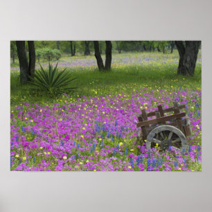 Warenkorb auf dem Feld Phlox, Blauer Bonnets Poster