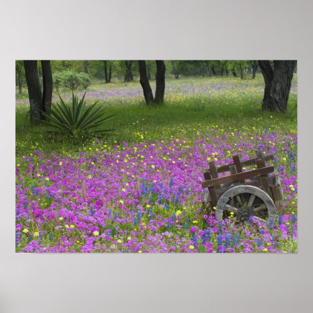 Warenkorb auf dem Feld Phlox, Blauer Bonnets Poster (Vorne)