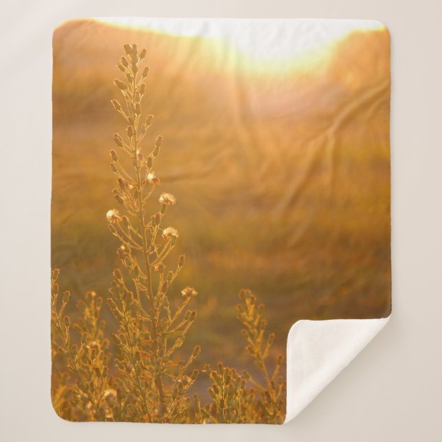 WARM SHOT OF MEADOW GRASS SHERPADECKE (Vorderseite)
