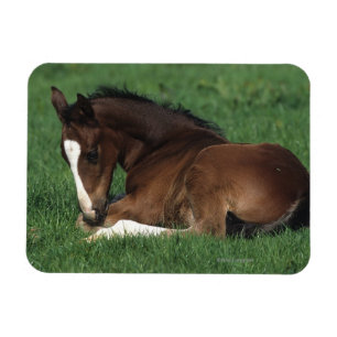 Warmblood Fohlen-Niederlegung Magnet