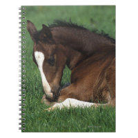 Warmblood Fohlen-Niederlegung