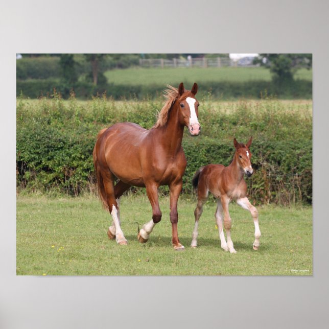 Warmblut Mare and Foal Walking Together Poster (Vorne)