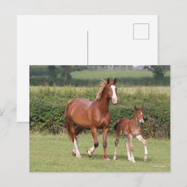 Warmblut Mare and Foal Walking Together Postkarte (Vorne/Hinten)