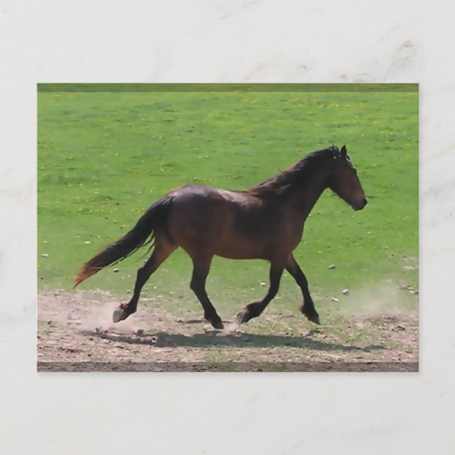 Warmblut Postkarten (Vorderseite)