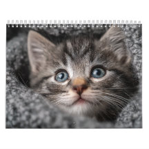 Warme Ästhetik Tiere | Cozy Katzenfotografie-Wand