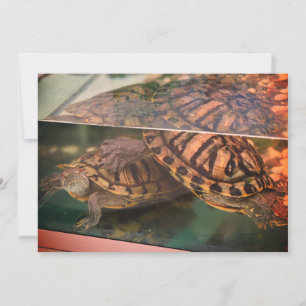 Warme Erdige Schildkröten-Reflektionskarte Einladung
