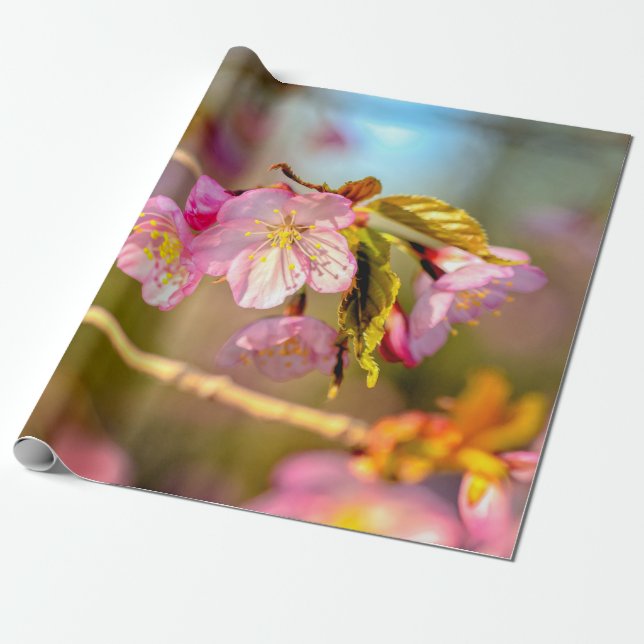 Warme Farben der Sakura-Blume im Frühjahr Geschenkpapier (Ungerollt)