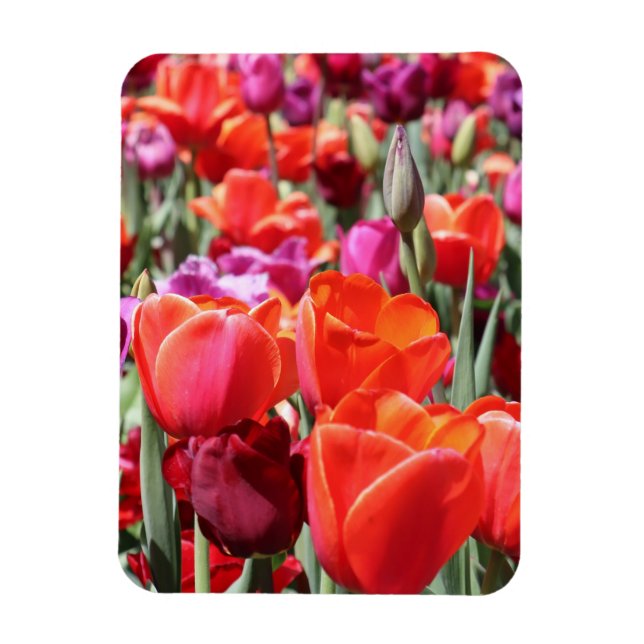 Warme Tulips Magnet (Vertikal)
