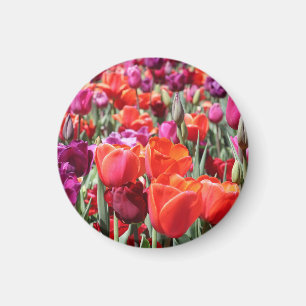 Warme Tulips Magnet