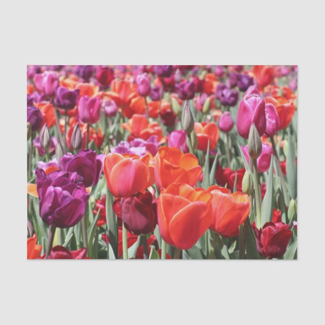 Warme Tulips Seidenpapier (Vorderseite)