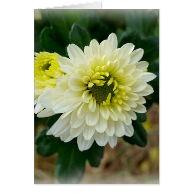 warmes Herbstweiß (Vorne)