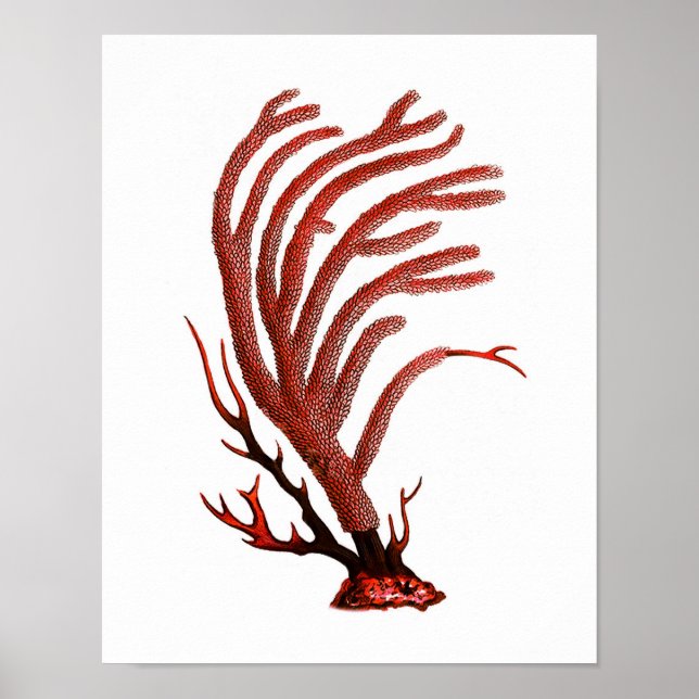 Warmes Rotes Meer Korallenriff nr.2 Strandwall Art Poster (Vorne)