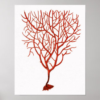 Warmes Rotes Meer Korallenriff nr.6 Strandwall Art Poster