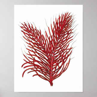 Warmes Rotes Meer Korallenriff nr.8 Strandwall Art Poster