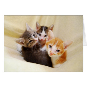 Warmes und Flauschiges Kätzchen-Trio