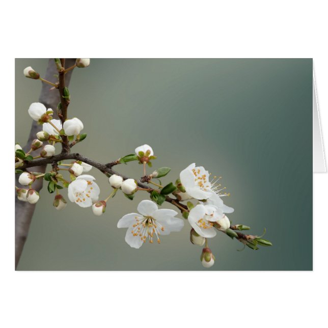 Warmfeder (Vorderseite (Horizontal))