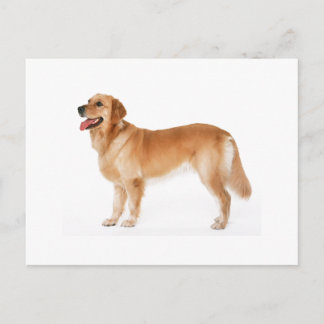 Warngolden Rückhaltekarte Postkarte