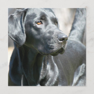 Warnhinweis Schwarzes Labrador Rertriever Dog Einl Einladung