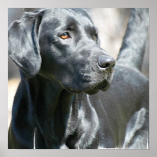 Warnhinweis Schwarzes Labrador Retriever Doster Poster