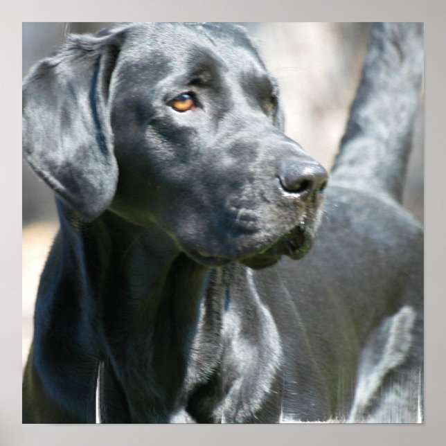Warnhinweis Schwarzes Labrador Retriever Doster Poster (Vorne)