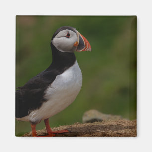 Warnpuffin Magnet