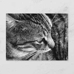 Warren Black and White Cat Postcard Postkarte
