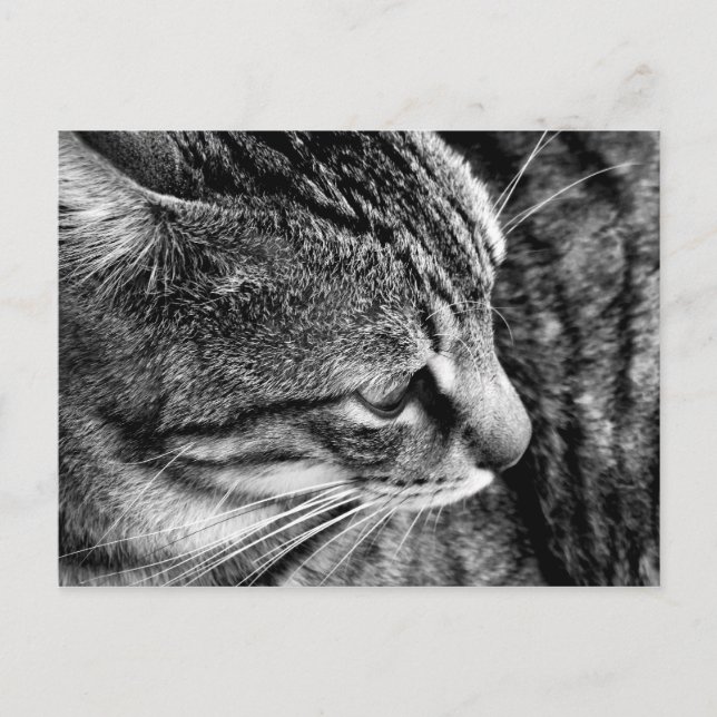 Warren Black and White Cat Postcard Postkarte (Vorderseite)