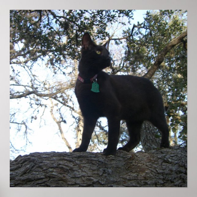 Warrior Cat Poster (Vorne)