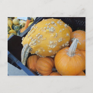 Warted Pumpkin Postkarte