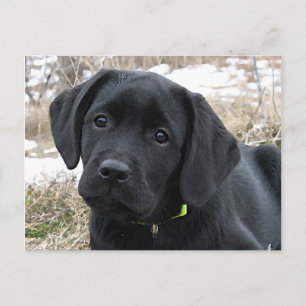 Wartefeder - Labrador Puppy - Schwarzes Labor Postkarte