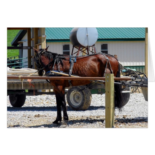 Warten Amish Horse (Vorderseite (Horizontal))