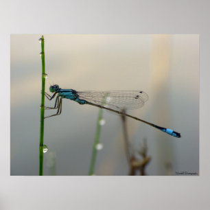Warten, Blue Damselfly nah Poster